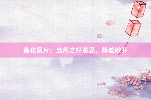莲花图片：当然之好意思，静谧敞开