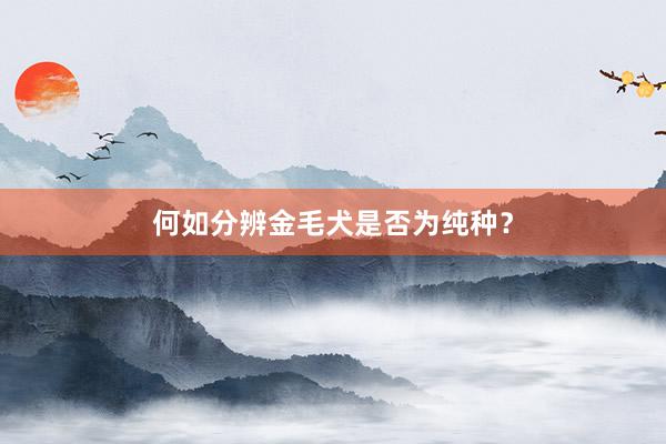 何如分辨金毛犬是否为纯种？